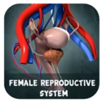 female reproduction system 3d android application logo